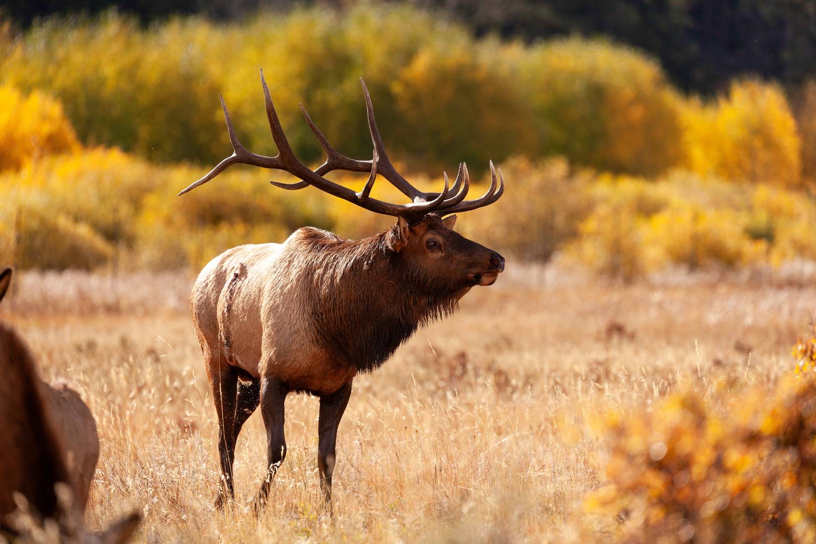 Le parc national américain populaire ferme les prairies pour protéger les wapitis pendant la saison de l'ornière