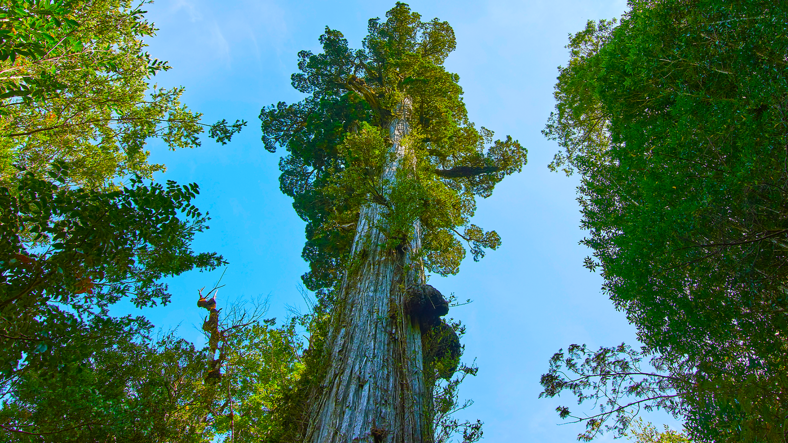 Cet arbre de 5 000 ans a été témoin de la montée et de la chute de l'un des plus grands empires des Amériques