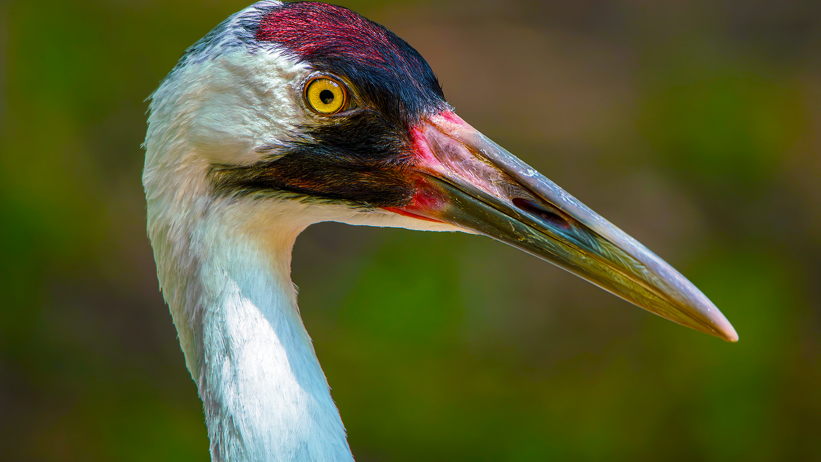 Ce site de parc national sous-estimé est le meilleur endroit pour repérer le plus grand oiseau américain