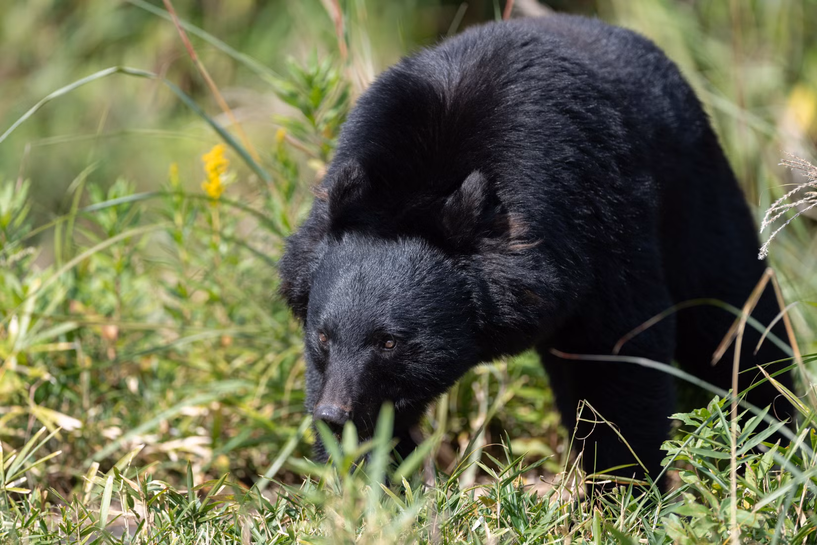 Le Canada émet un avertissement de voyage pour l'un des pays les plus sûrs au monde au milieu d'attaques mortelles