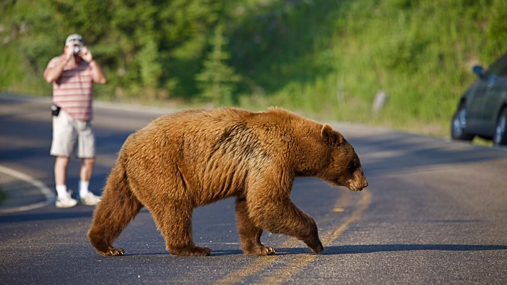 Les touristes de Yellowstone continuent de tenter leur chance avec les ours alors que la pénurie de Rangers se poursuit