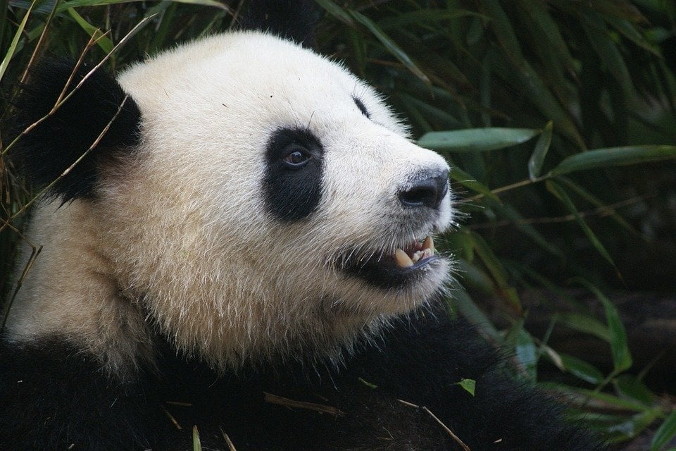 Comment faire du bénévolat avec des pandas en Chine