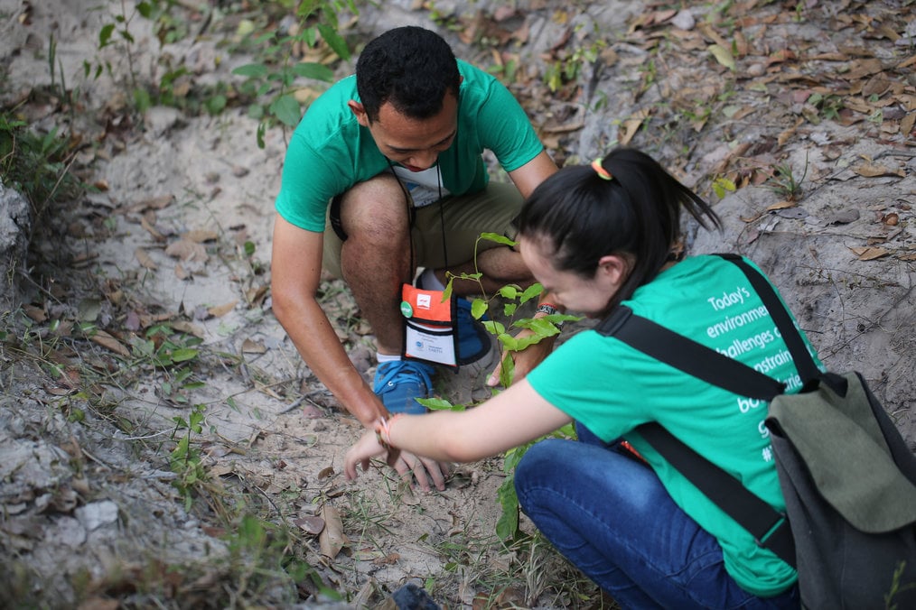Onde no mundo se voluntariará no reflorestamento