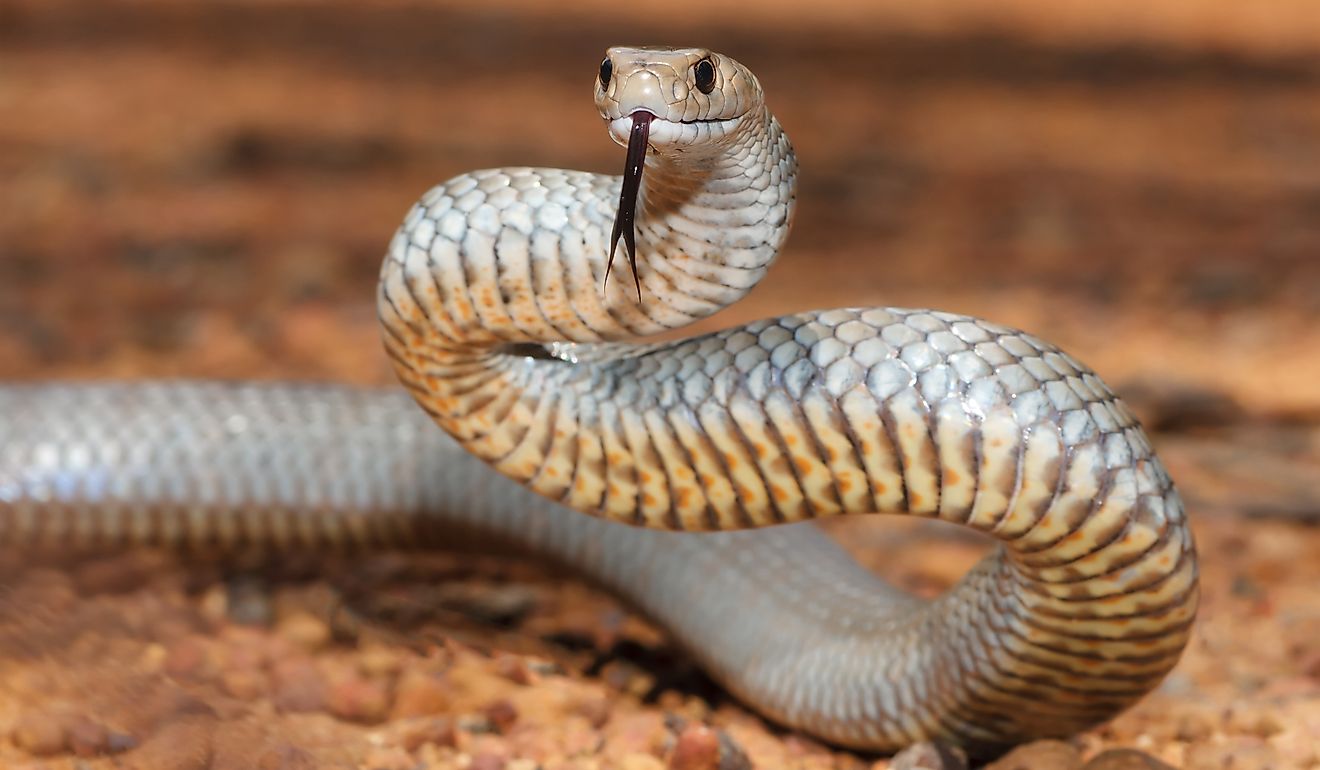As cobras venenosas da Austrália Ocidental