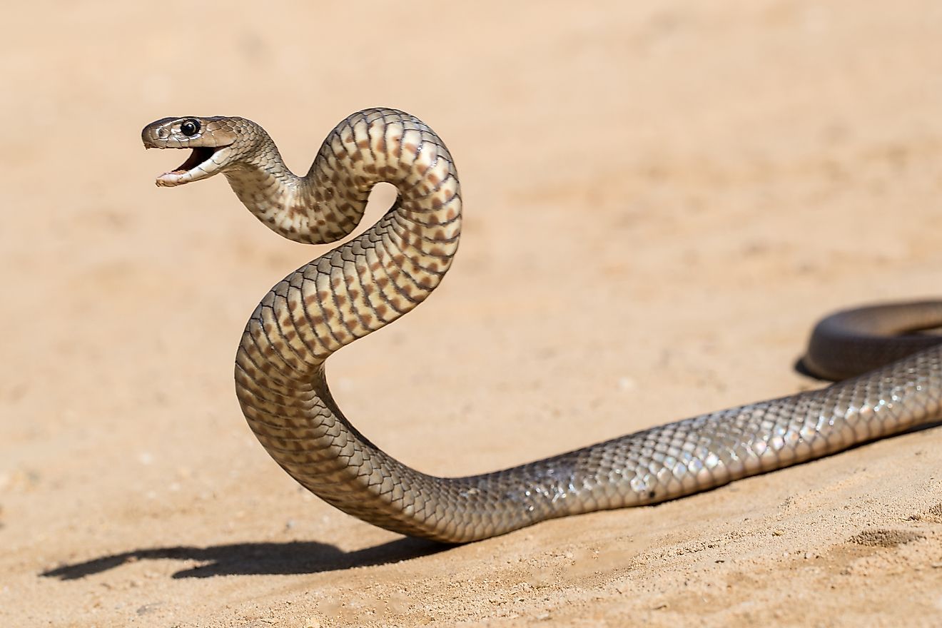 As 12 cobras mais venenosas da Austrália do Sul