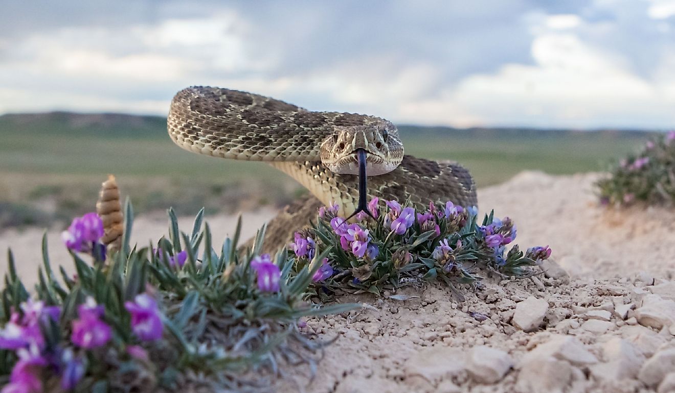 6 Les zones infestées de la plupart du serpent à sonnettes du Wyoming