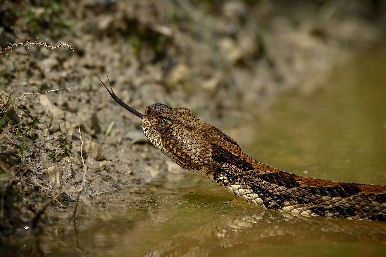 6 La maggior parte dei corpi d'acqua pieni di serpente in Nebraska