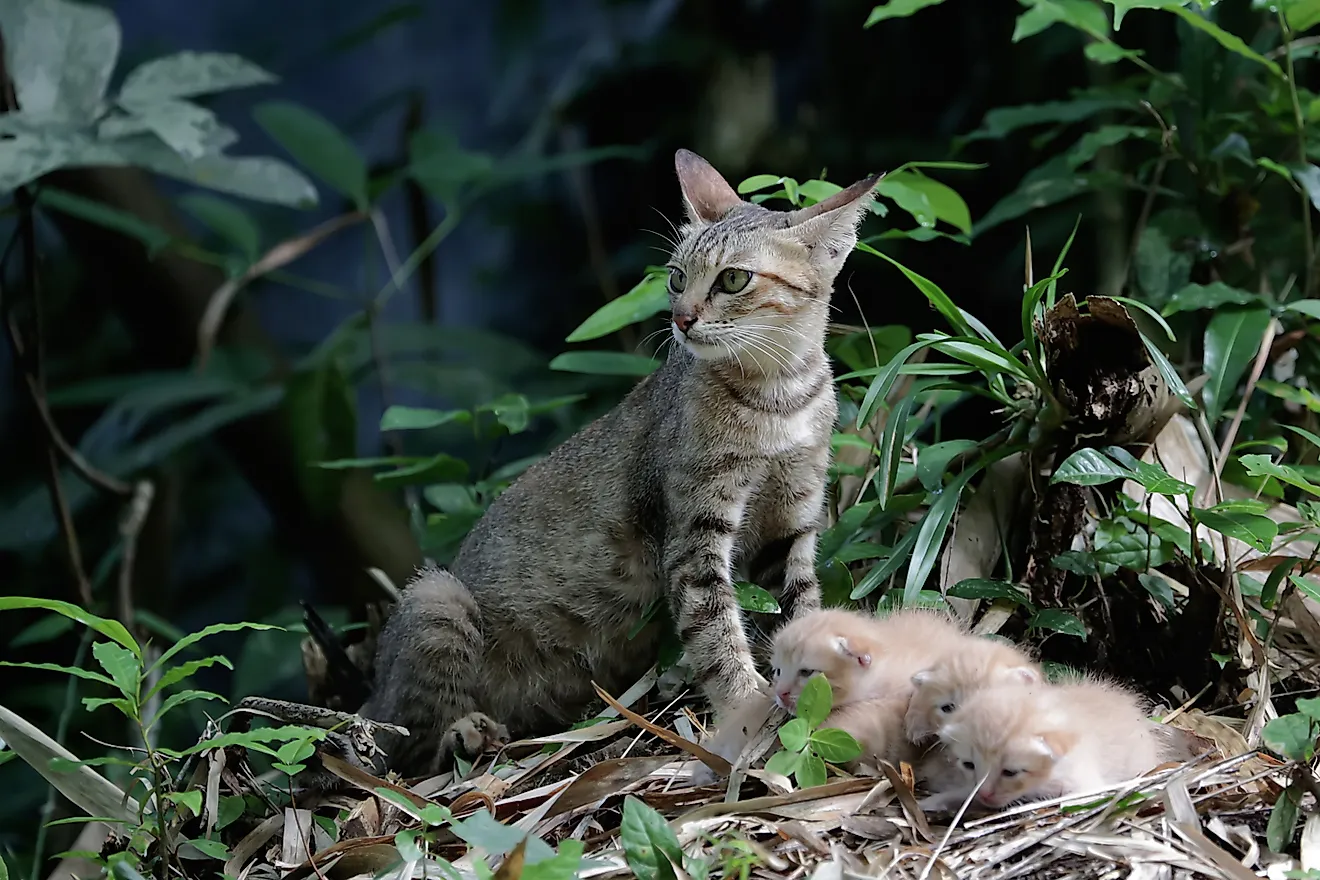 Estas especies invasoras amenazan la vida silvestre de Estados Unidos.