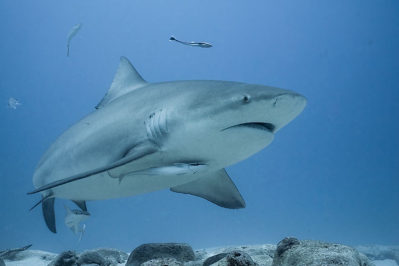 5 plages les plus infestées de requins en Caroline du Sud