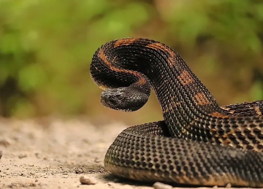 7 La plupart des zones infestées de serpents à sonnette du Kentucky