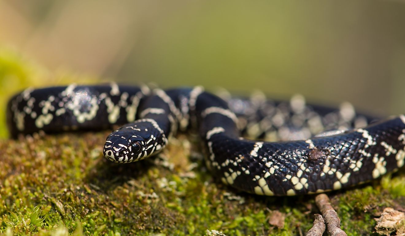 6 plans d'eau de la plupart des serpents en Virginie-Occidentale