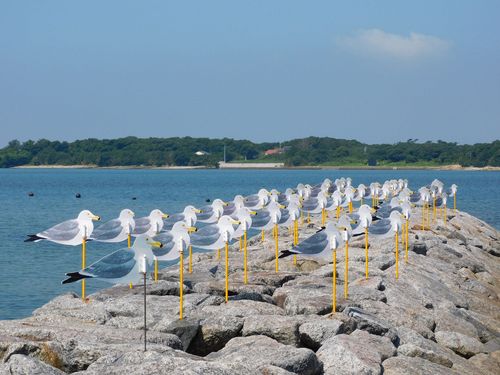 Magia local de guía de la isla en la prefectura de Aichi de Japón