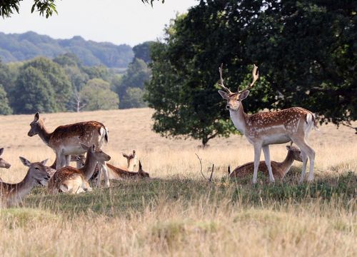 InspirationInsider Perspective: Petworth Park à travers les yeux d'un terrain de terrain