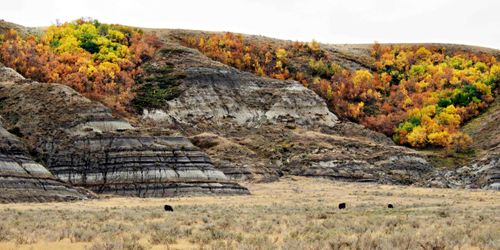 Nourriture et boisson Saskatchewan Satière à réflexion