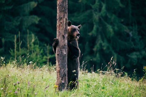 Inspiration Tracking Bears en Transylvanie, Roumanie