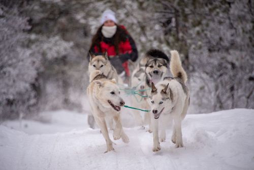 Inspiración10 grandes razones para visitar Yukon en invierno