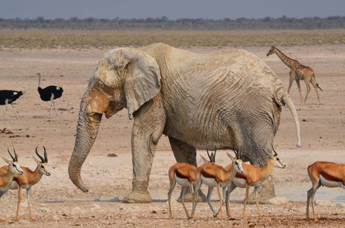 Inspiration Le meilleur moment pour visiter le parc national d'Etosha