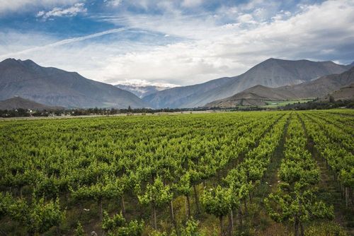 Food &amp; Drinkchile's Wine Regions: paisaje y en vid, una mezcla perfecta