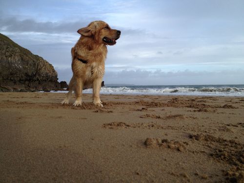 Voir et la Grande-Bretagne adaptée aux Dodog: où manger, dormir et marcher
