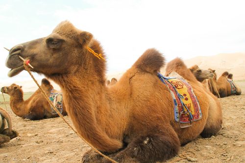 Inspiration20 belles photos de la vie et des paysages en Mongolie