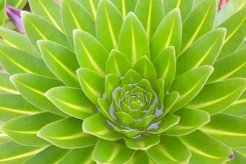 Inspirationsci-Fi Plants of Mount Kenya, Kenya