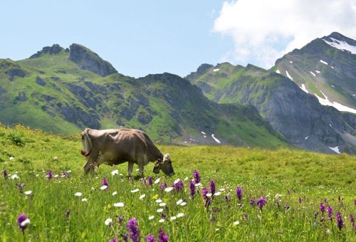 Onde ficar com as melhores coisas para fazer na Suíça com crianças