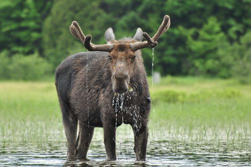 Inspirationbest cose da fare in Canada