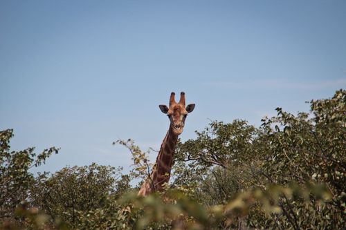 Viagem Conselhos de Viagem Para Fazer na Namíbia com Crianças