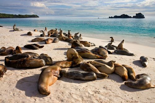 Conseil de voyage dans les îles Galapagos en août