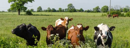 InspirationPodcast: The Art of Cow-Calling