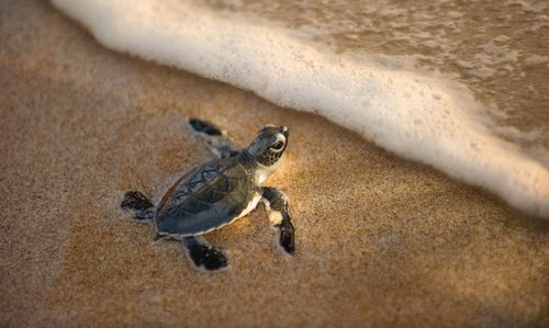 Inspiration9 des meilleurs endroits pour regarder les bébés tortues Hatch