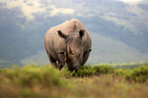 InspirationPodcast: Rencontrez les femmes sud-africaines qui se battent contre le braconnage