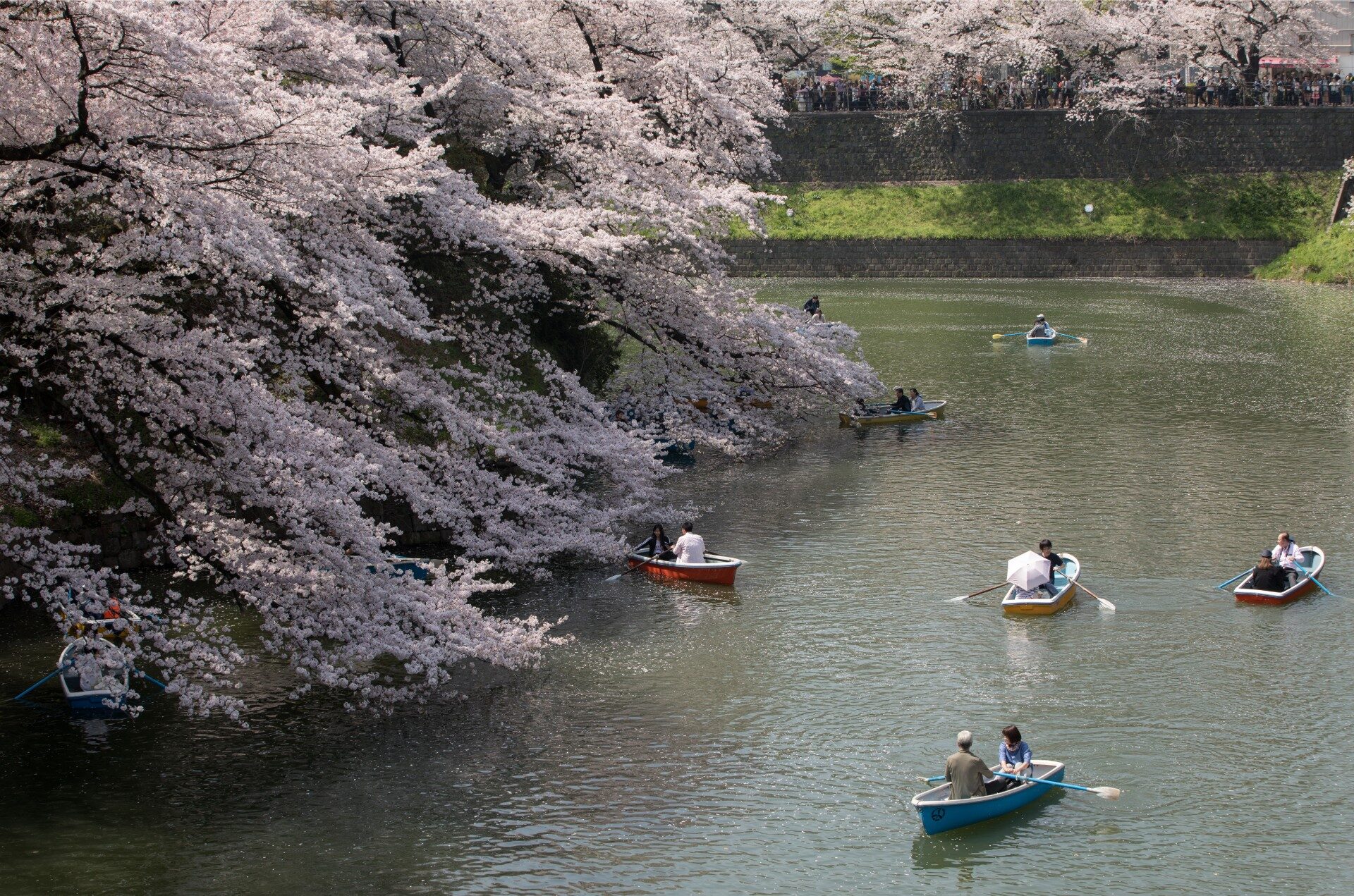 Primavera no Japão: coisas para fazer, clima e o que esperar