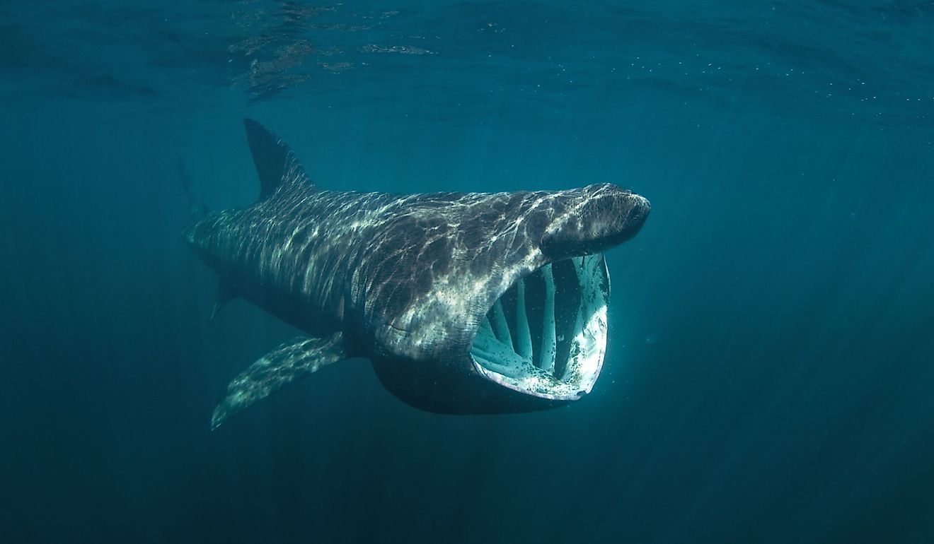 10 maiores animais do oceano