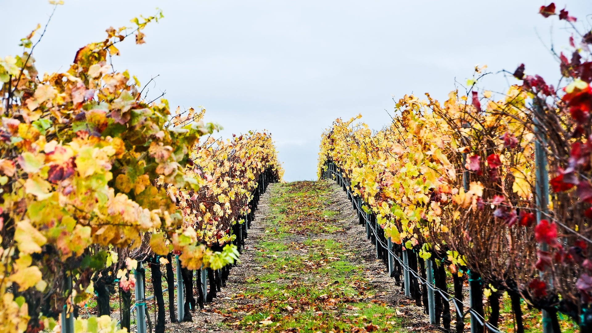 Santa Maria: Maison des plus douces des vins