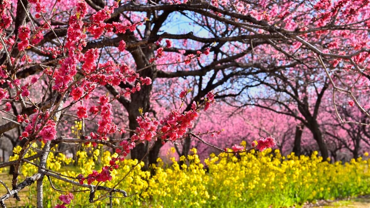 Découvrez l'histoire et les spécialités locales! 6 attractions touristiques recommandées à Koga City