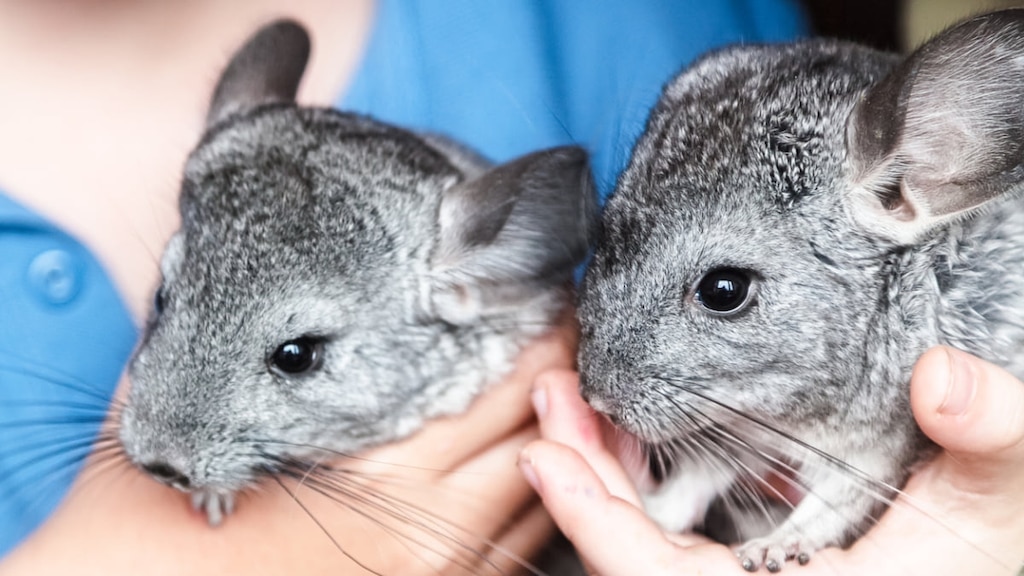 [Kanto] Introducción de puntos para interactuar con chinchillas 💗🐭