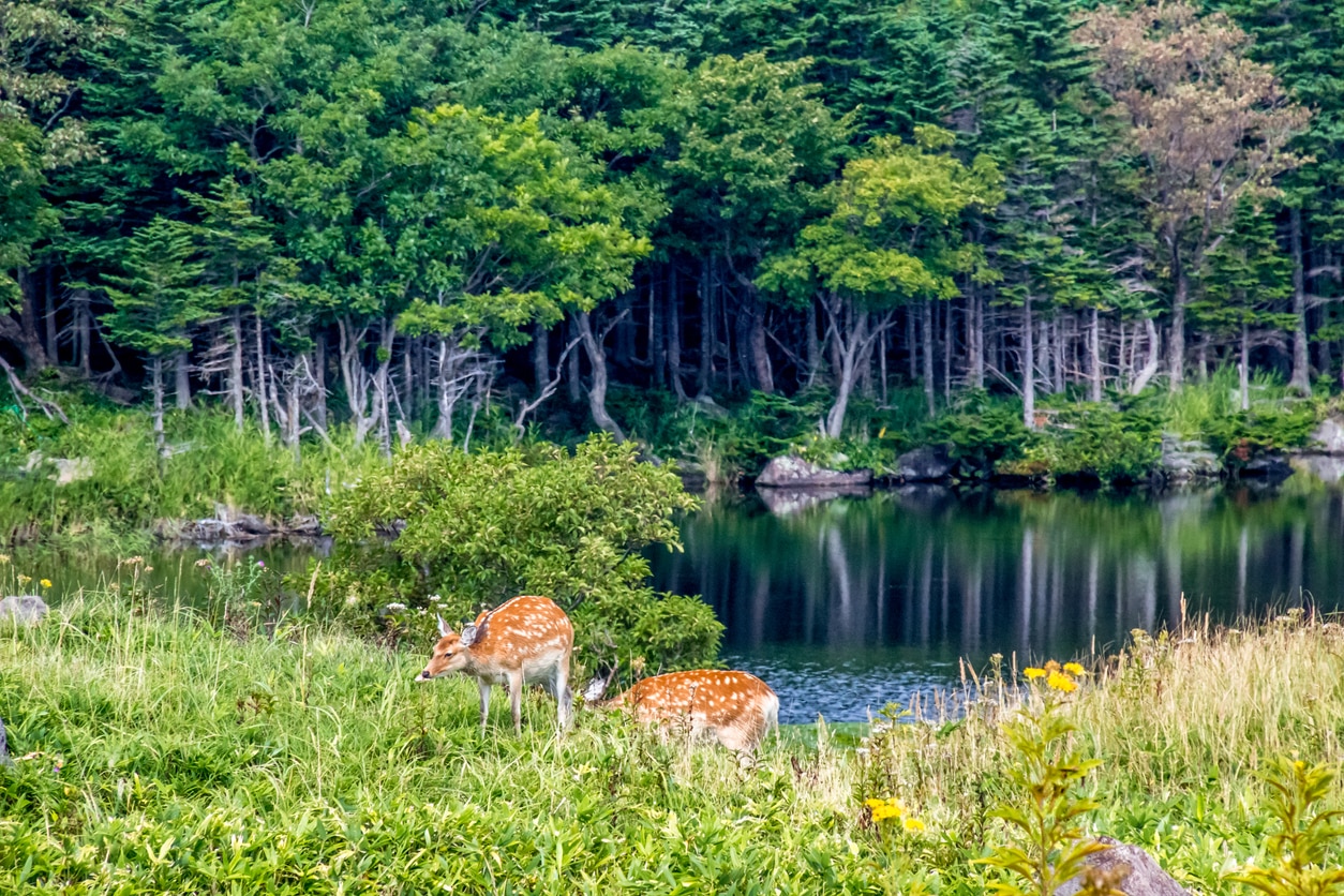 6 beaux parcs nationaux pour explorer la nature au Japon