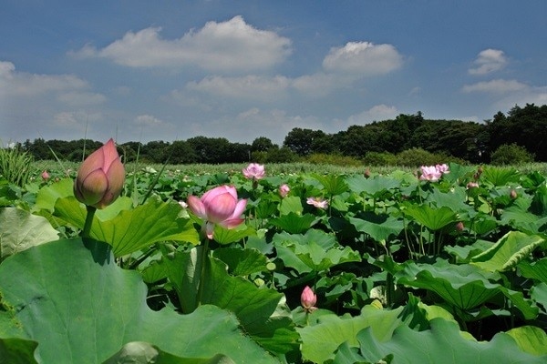 6 points touristiques sélectionnés à Hasuda City, Saitama! Profitons du tourisme historique dans cette ville de sites historiques