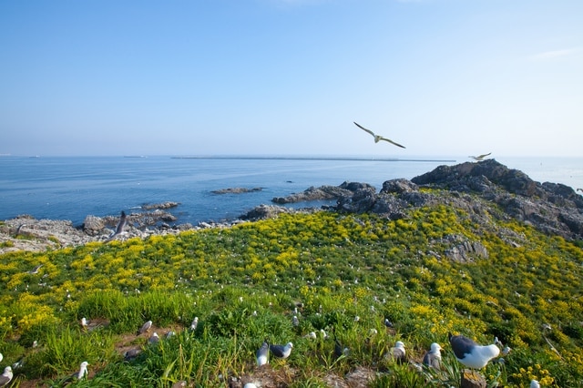 ¡14 atracciones turísticas populares en Hachinohe! Experimente el encanto de Hachinohe, prefectura de Aomori