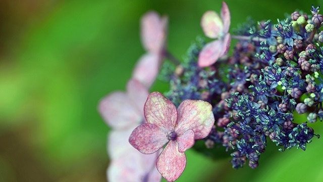 8 spots touristiques populaires à Kumamoto pour une visite satisfaisante du jour de la pluie