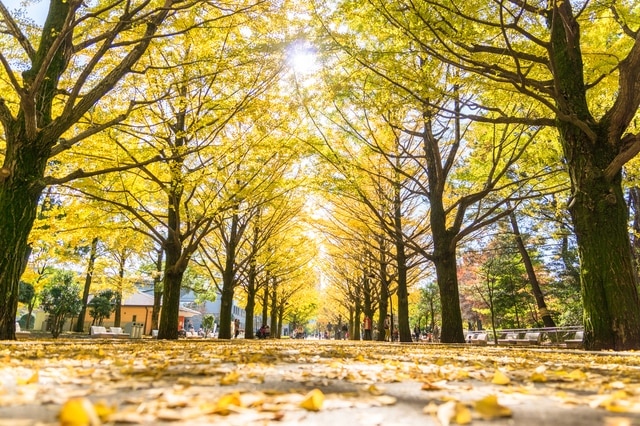 De diversión a relajación! Una guía completa de lugares turísticos en Nerima