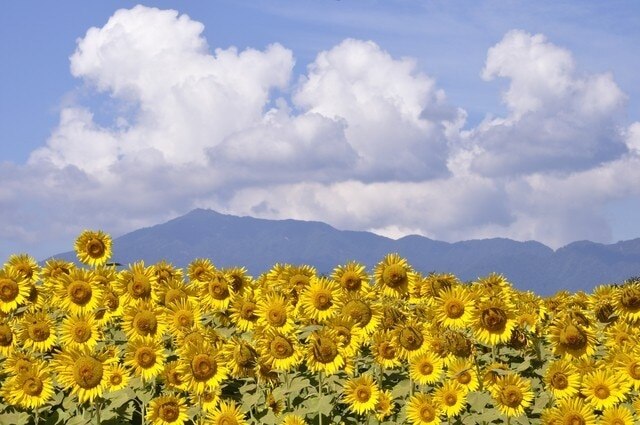12 punti turistici consigliati a Zama City: Presentazione di punti di riferimento da visitare da esplorare mentre passeggia