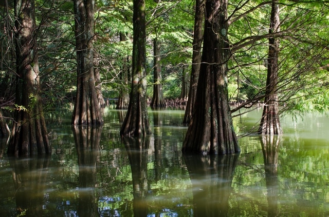 8 points recommandés pour les visites dans la ville de Sasaguri! Un voyage de guérison et spirituel à travers les grands espaces