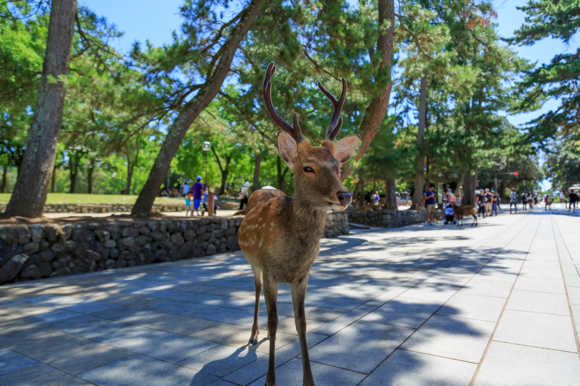 Una guía de Nara Park, el famoso santuario de ciervos de Japón