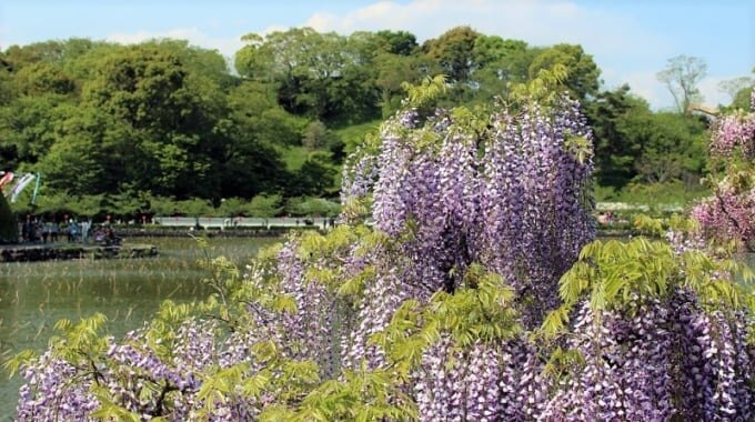 12 Placements touristiques incontournables de la ville de Fujieda! Profitez de la nature et de l'histoire dans une ville célèbre pour le football