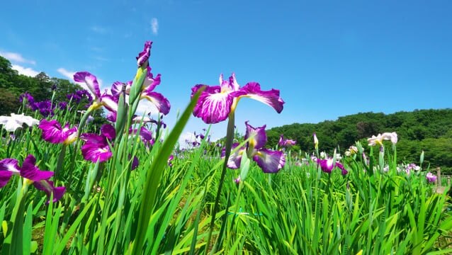 Visions le cœur de Saitama! 14 spots touristiques recommandés dans la ville de Higashimatsuyama