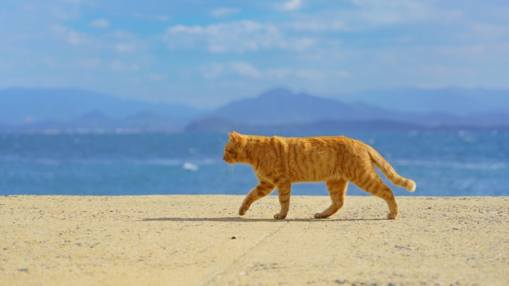 [6 grandes pontos de gato no mundo] Vamos para a ilha de gatos de Fukuoka "Ainoshima" 🐈