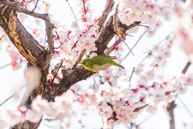 Ume Matsuri: os 5 primeiros lugares para ver flores de ameixa em Tóquio