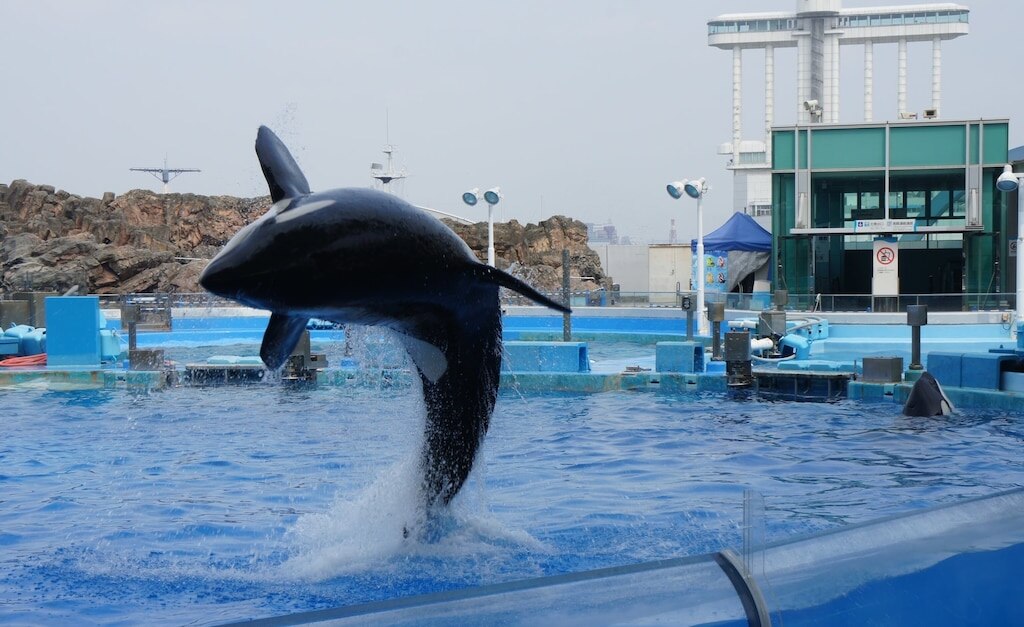 Os encantos do aquário porto de Nagoya!